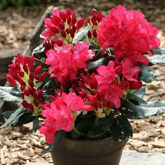 Rhododendron 'Hachmann's Feuerschein' - image 1