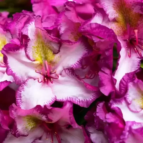 Rhododendron 'Happydendron Pushy Purple'