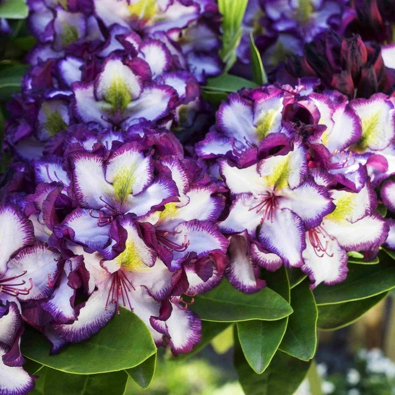rhododendron easydendron Rhododendron 'Blaue Jungs' Dunkellila kaufen