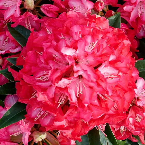 Rhododendron Hortinno 'Red Dragon' - image 1