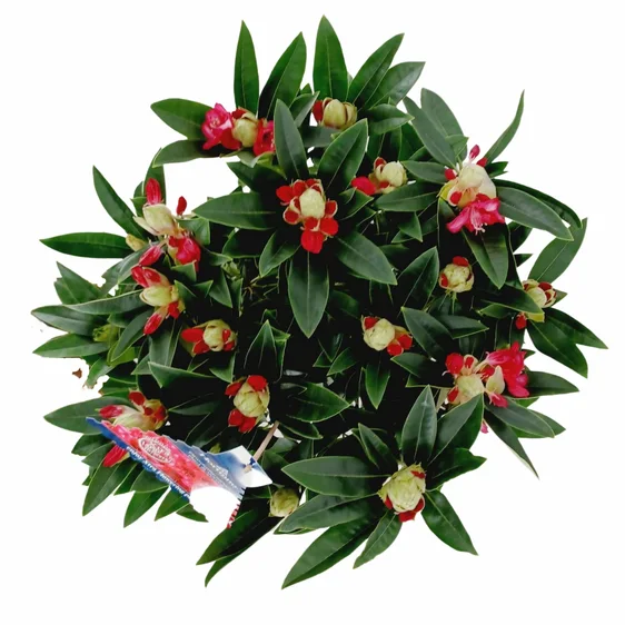 Rhododendron Hortinno 'Red Dragon' - image 3
