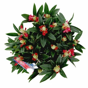 Rhododendron Hortinno 'Red Dragon' - image 3