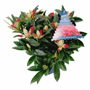 Rhododendron Hortinno 'Red Dragon' - image 4