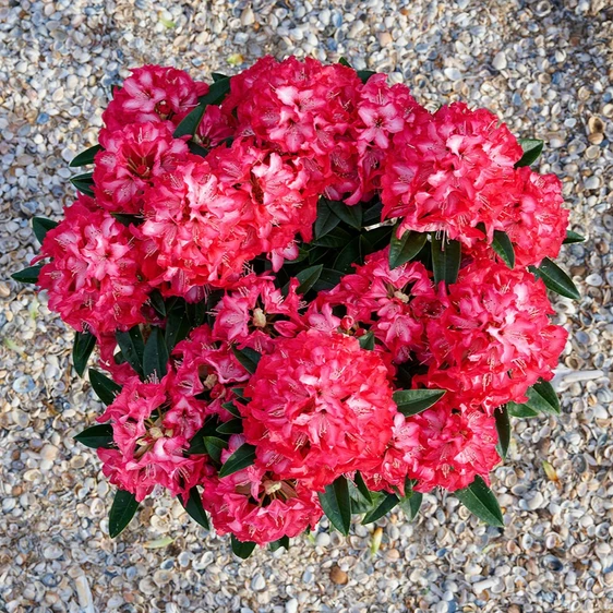 Rhododendron Hortinno 'Red Dragon' - image 2