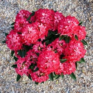 Rhododendron Hortinno 'Red Dragon' - image 2