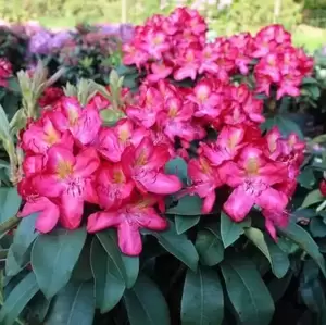Rhododendron 'Junifeuer'