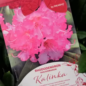 Rhododendron yakushimanum 'Kalinka'