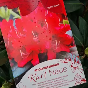 Rhododendron 'Karl Naue'