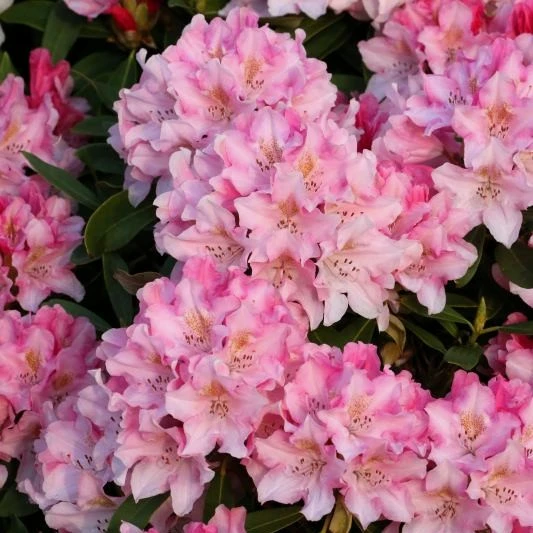 Picture Credit - Diderk Heinje