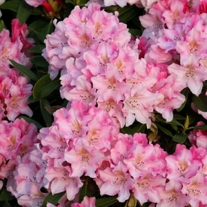 Picture Credit - Diderk Heinje