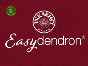 Rhododendron 'Kinderstede' - image 2