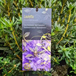 Rhododendron russatum 'Lauretta' 2.3L