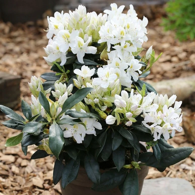 Rhododendron 'Madame Masson' - Cowell's Garden Centre | Woolsington