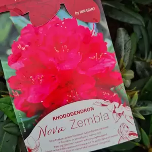 Rhododendron 'Nova Zembla' 5L