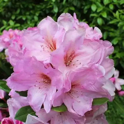 Rhododendron 'Paola'
