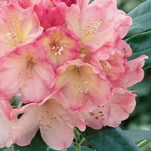 Rhododendron 'Percy Wiseman'