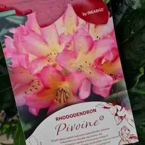 Rhododendron 'Pivoine'