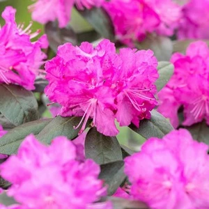 Rhododendron 'PJM Elite Star' - image 2