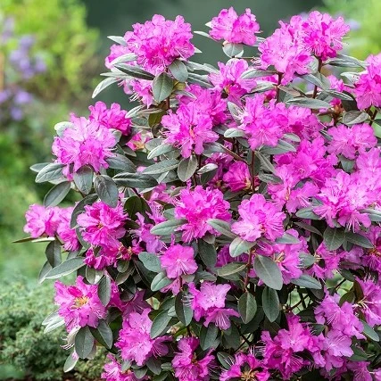 Rhododendron 'PJM Elite Star' - image 1