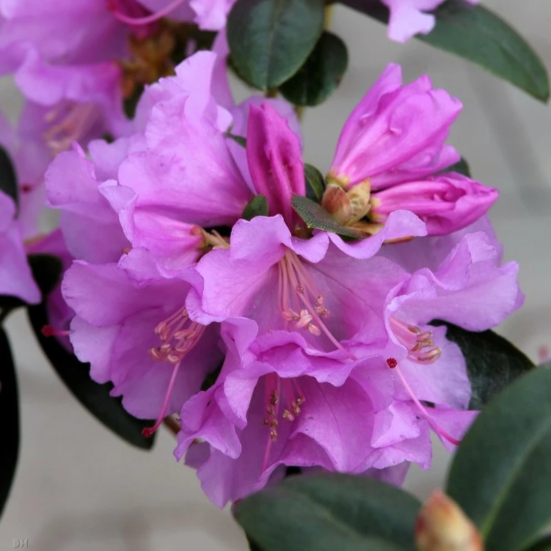 Rhododendron 'Praecox' 6L - Cowell's Garden Centre | Woolsington