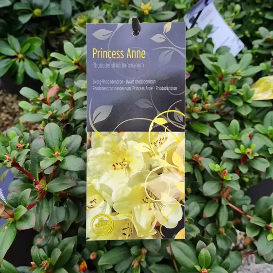 Rhododendron hanceanum 'Princess Anne' 4.6L