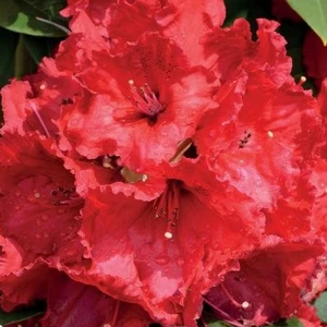 Rhododendron 'Red Jack'