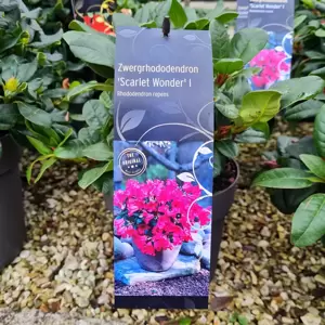 Rhododendron repens 'Scarlet Wonder' 2.3L