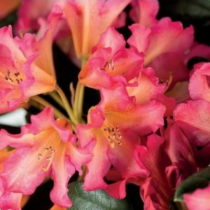 Rhododendron 'Scyphocalix'