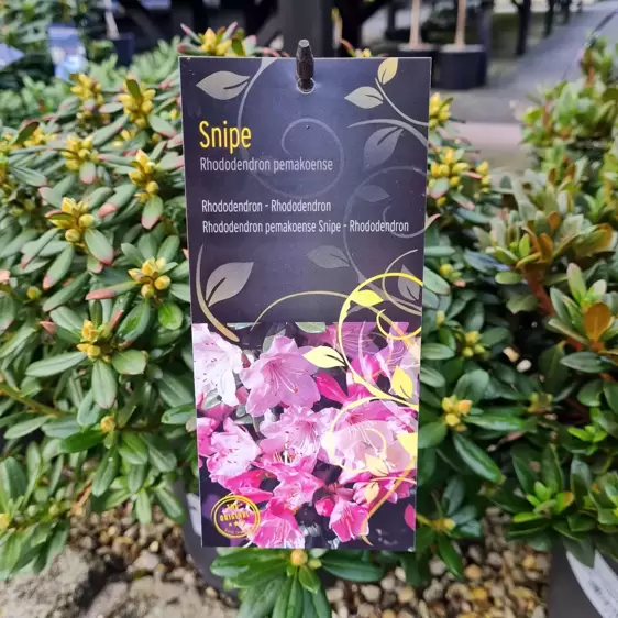 Rhododendron pemakoense 'Snipe' 4.6L