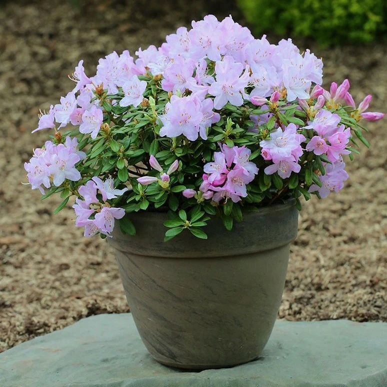 Rhododendron pemakoense 'Snipe' 2.3L - Cowell's Garden Centre