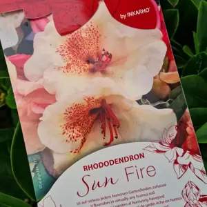Rhododendron 'Sun Fire'