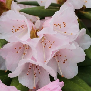Rhododendron williamsianum 'Vater Böhlje' (Large)