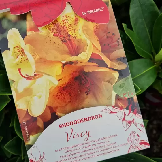 Rhododendron 'Viscy'