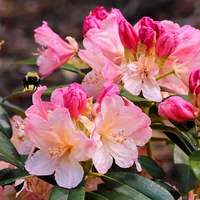 Rhododendrons & Azaleas