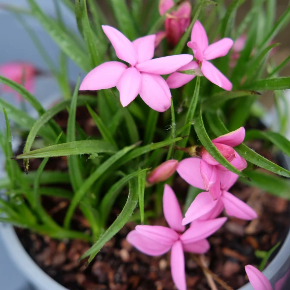 Rhodohypoxis milloides 'Claudia'
