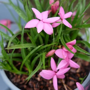 Rhodohypoxis milloides 'Claudia'
