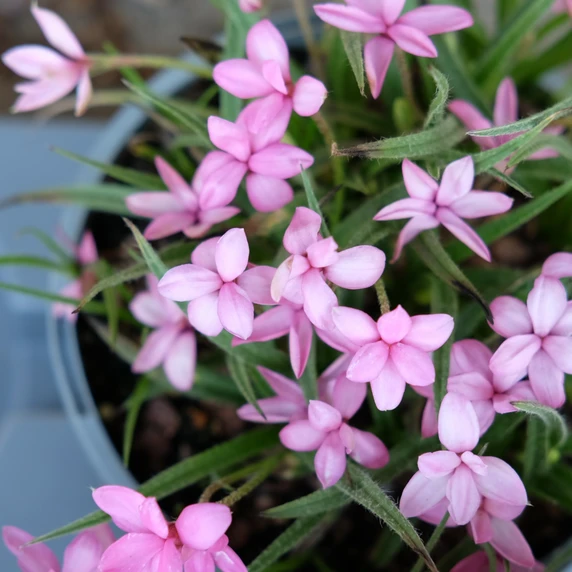 Rhodohypoxis 'Mars'