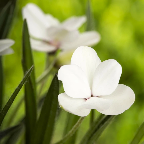 Rhodohypoxis 'The Bride' 1L