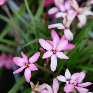 Rhodohypoxis 'Top Allure'
