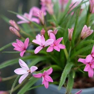 Rhodohypoxis 'Top Charmeur'
