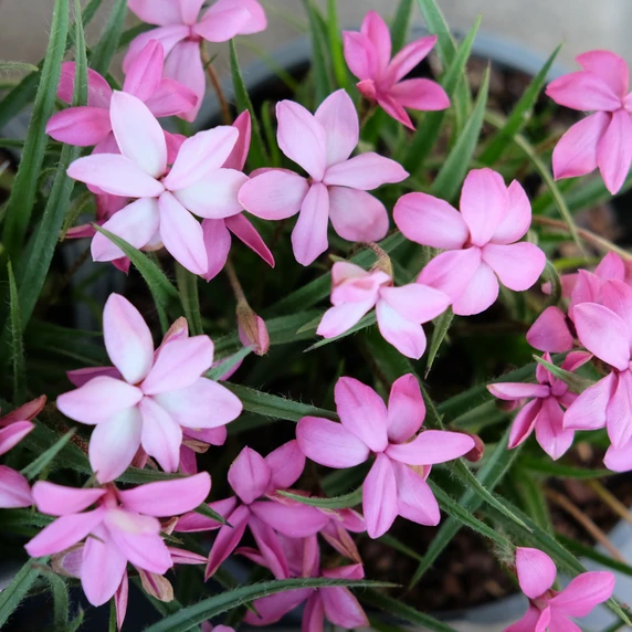 Rhodohypoxis 'Top Fondant'