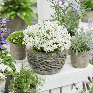 Picture Credit - Plantipp BV