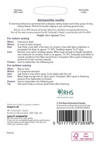 RHS Alchemilla mollis Seeds - image 2