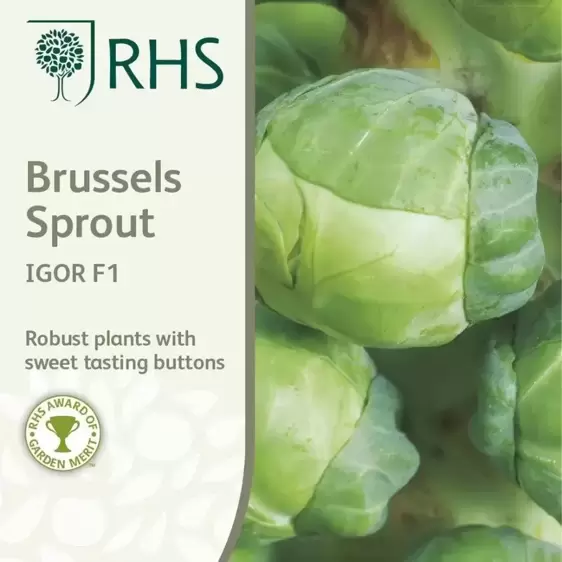 RHS Brussels Sprouts Igor F1