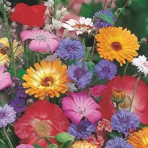 RHS Cottage Garden