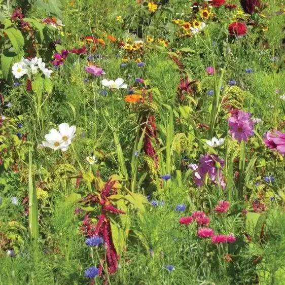 RHS Flowers for Birds