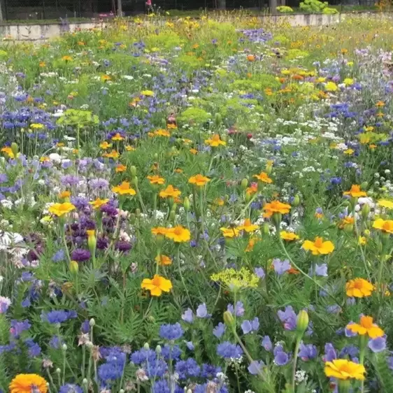 RHS Flowers for Insects