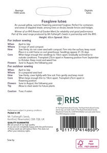 RHS Foxglove lutea Seeds - image 2