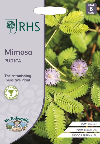 RHS Mimosa pudica Seeds - image 1
