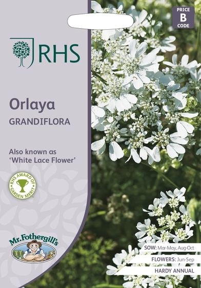 RHS Orlaya grandiflora Seeds - image 1